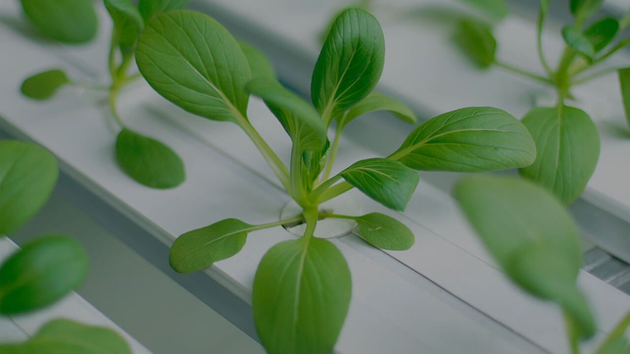 Laboratorio de Agricultura en Ambiente Controlado, Universidad de los Andes.