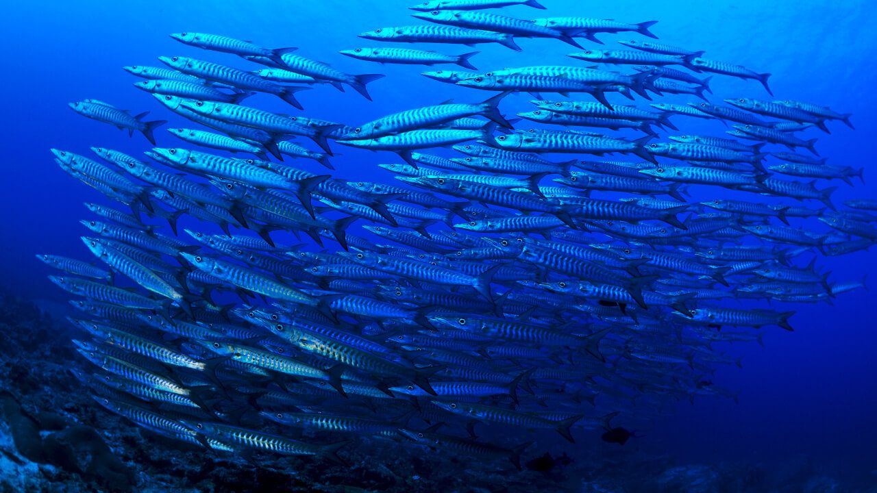 Diferentes disciplinas en la Universidad de los Andes convergen en la acuaponía para reflexionar sobre la seguridad alimentaria.