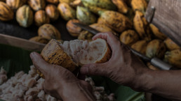 Ingenieros uniandinos pueden transformar residuos de cacao en empaques e insumos para construcción.